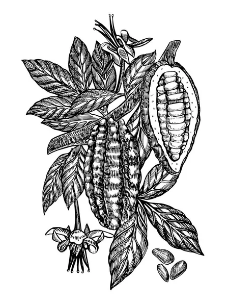 Cioccolato Fagioli di cacao illustrazione. Illustrazione in stile inciso. Fagioli, alberi, foglie e rami di cacao trafilati a mano . — Foto Stock