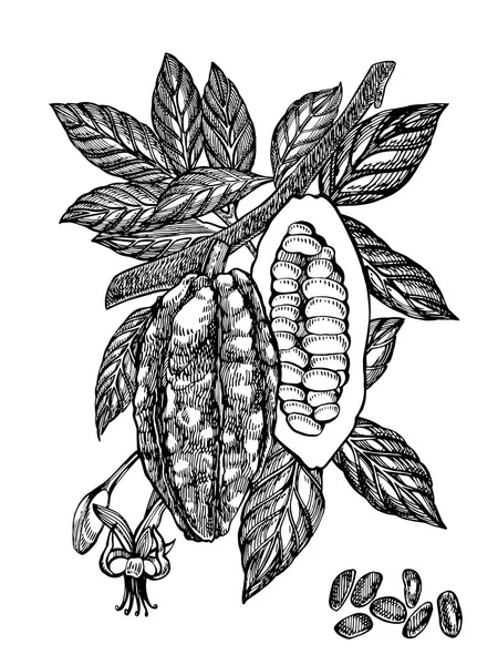 Illustration de fèves de cacao au chocolat. Illustration de style gravé. Fèves, arbres, feuilles et branches de cacao dessinés à la main . — Photo