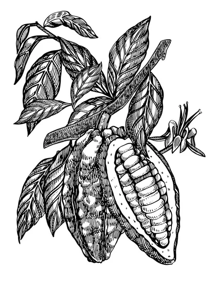 Illustration de fèves de cacao au chocolat. Illustration de style gravé. Fèves, arbres, feuilles et branches de cacao dessinés à la main . — Photo