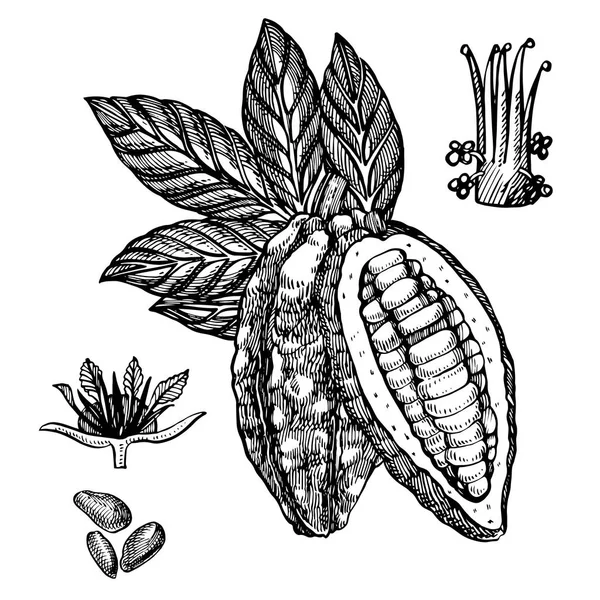 Ilustración de cacao con chocolate. Ilustración de estilo grabado. Frijoles, árboles, hojas y ramas de cacao dibujados a mano . — Foto de Stock