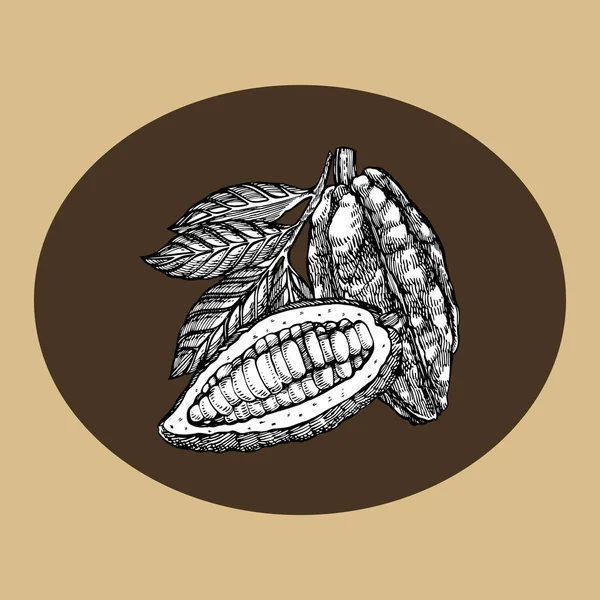 Illustration de fèves de cacao au chocolat. Illustration de style gravé. Fèves, arbres, feuilles et branches de cacao dessinés à la main . — Photo