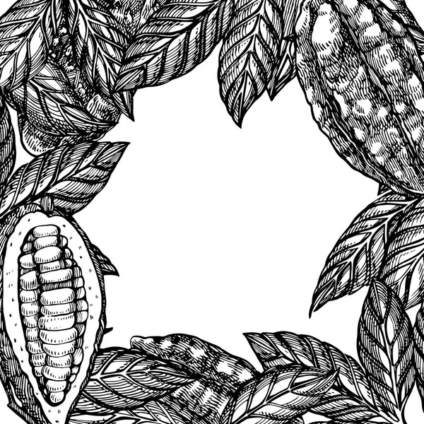 Kakao çekirdekleri illüstrasyon. Oyulmuş Sketch tarzı botanik bitkiler çerçeve. Organik gıda illüstrasyon. — Stok fotoğraf