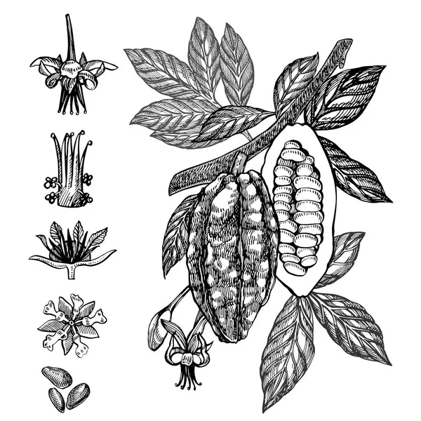 Ilustración de cacao con chocolate. Ilustración de estilo grabado. Frijoles, árboles, hojas y ramas de cacao dibujados a mano . — Foto de Stock