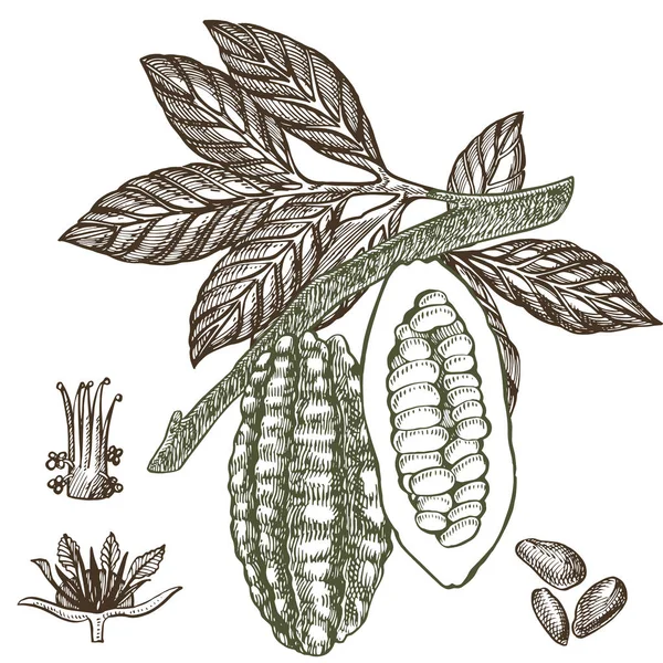 Čokoládové kakaové fazole ilustrace. Ilustrace stylu s rytou. Načrtnutých rukou tažené kakaové boby, strom, listí a větve. — Stock fotografie
