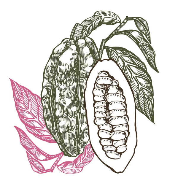 チョコレートココア豆イラスト。彫刻スタイルのイラスト。スケッチ手描きのカカオ豆、木、葉や枝. — ストック写真