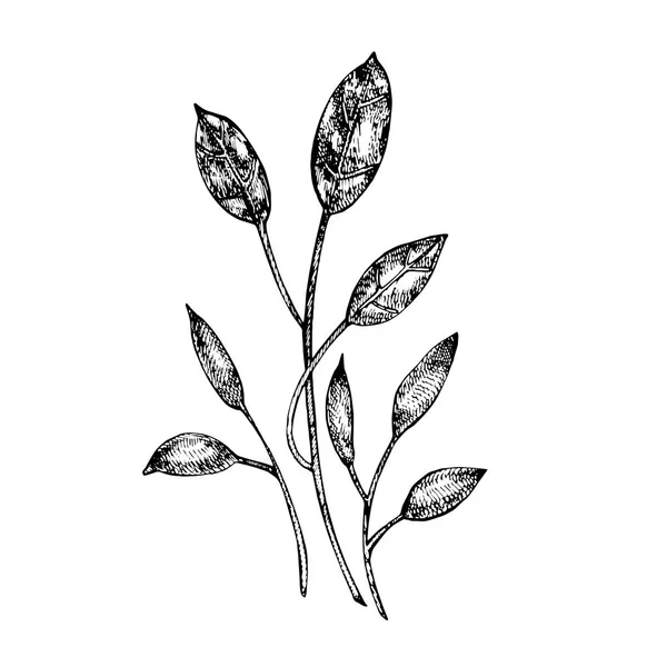 Grafická ilustrace zahradních květů. Izolované na bílém pozadí. — Stock fotografie