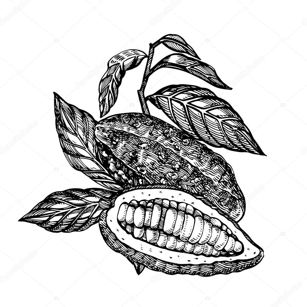 Chocolate Cocoa beans illustration. Engraved style illustration. Sketched hand drawn cacao beans, tree, leafs and branches.