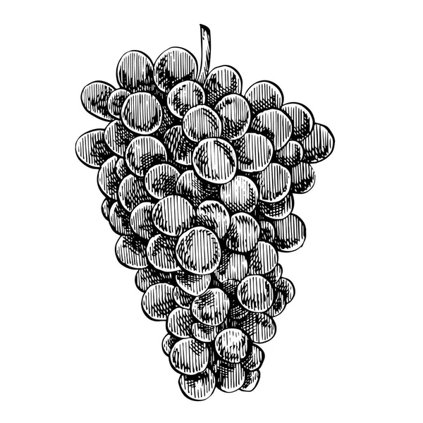 Conjunto de desenhos monocromáticos de uvas. Cachos de uva desenhados à mão. Ilustrações de estilo gravura desenhada à mão . — Fotografia de Stock
