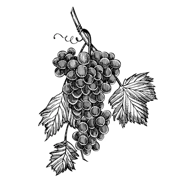 Set of grapes monochrome sketch. Hand drawn grape bunches. Hand drawn engraving style illustrations. — Stock Photo, Image