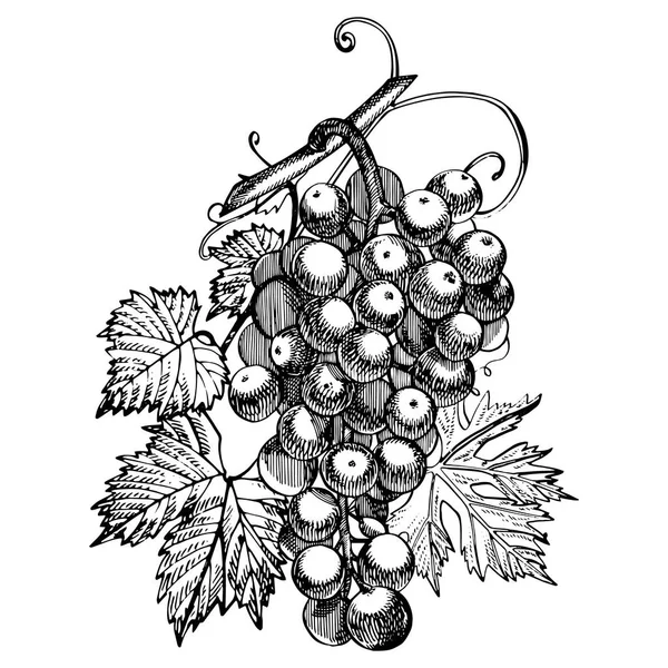 Conjunto de desenhos monocromáticos de uvas. Cachos de uva desenhados à mão. Ilustrações de estilo gravura desenhada à mão . — Fotografia de Stock