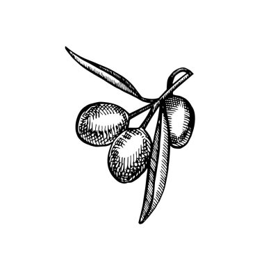 Olgun zeytin bir şube sulu yağ ile dökülmüştür. Çiftçiler Pazar menü tasarımı. Organik gıda poster. Vintage el çizilmiş kroki Illustration. Doğrusal grafik.