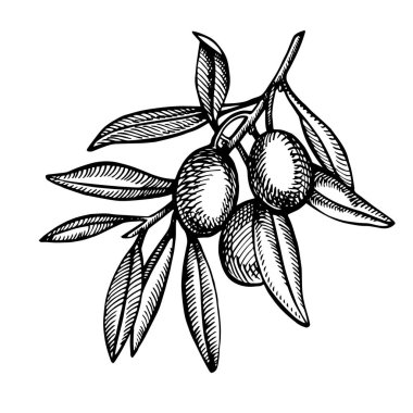 Olgun zeytin bir şube sulu yağ ile dökülmüştür. Çiftçiler Pazar menü tasarımı. Organik gıda poster. Vintage el çizilmiş kroki Illustration. Doğrusal grafik.