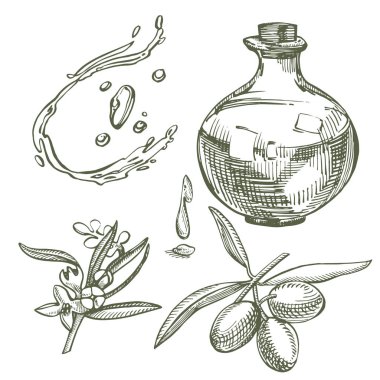 Olgun zeytin bir şube sulu yağ ile dökülmüştür. Çiftçiler Pazar menü tasarımı. Organik gıda poster. Vintage el çizilmiş kroki Illustration. Doğrusal grafik.