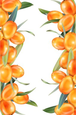 Deniz dikeni beyazın üzerinde izole edilmiş. 3d tarzında Çizim. Tıbbi bitkiler, otlar gerçekçi görüntü kavramı. Sağlık paketi oluşturmak için tasarlanmıştır, güzellik doğal ürünler.