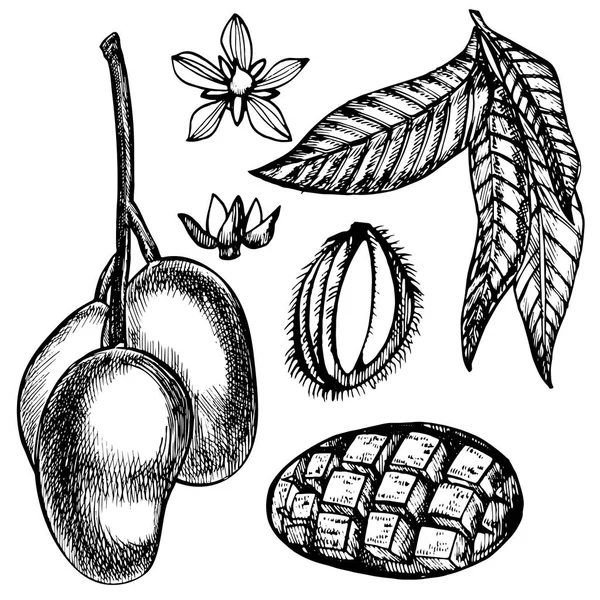 잎과 망고 조각과 큐브세트손으로 그린 망고 과일. 흰색 배경에 격리 된 스케치 스타일 과일 그림입니다. 유기농 식품. — 스톡 사진