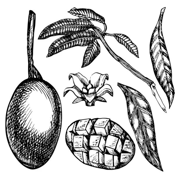 Fruits à la mangue dessinés à la main avec des feuilles et des tranches de mangue et des cubes. Illustration de fruits de style croquis isolée sur fond blanc. Aliments biologiques . — Photo