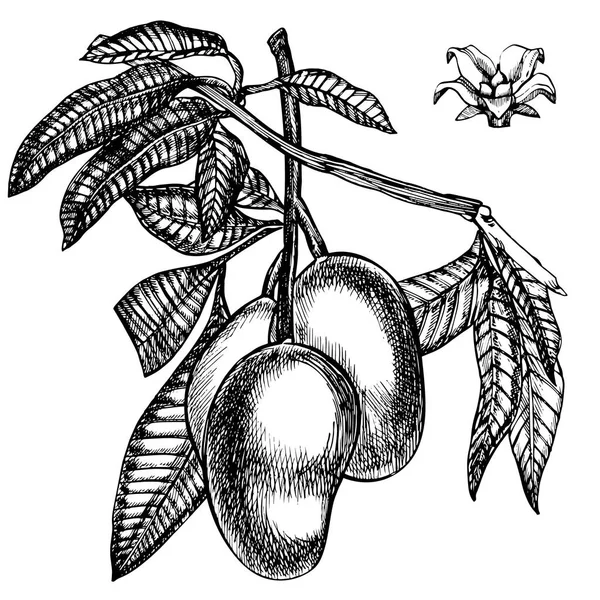 Mão frutas de manga desenhadas conjunto com folhas e fatias de manga e cubos. Desenho ilustração de frutas estilo isolado no fundo branco. Alimentos biológicos . — Fotografia de Stock