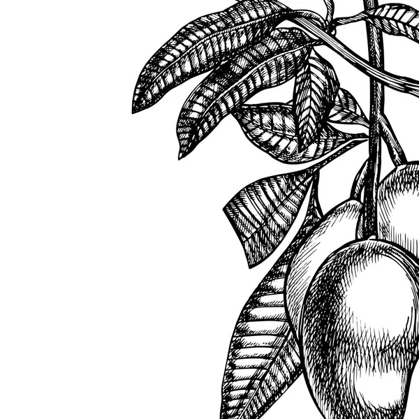 El çizilmiş mango meyve yapraklar ve mango dilimleri ve küpleri ile ayarlayın. Eskiz tarzı meyve illüstrasyon beyaz arka plan üzerinde izole. Organik gıda. — Stok fotoğraf