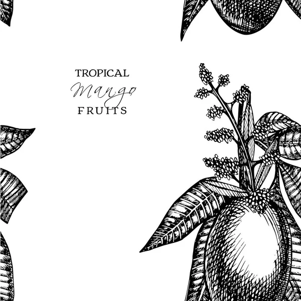 Handritade Mango frukter set med löv och mango skivor och kuber. Skiss stil frukt illustration isolerad på vit bakgrund. Ekologisk mat. — Stockfoto