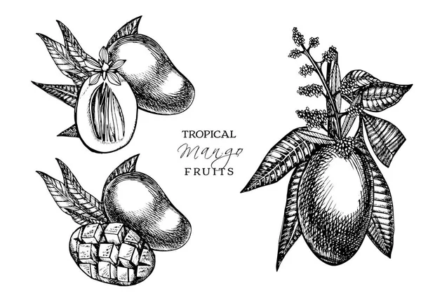 Frutti di mango disegnati a mano con foglie e fette di mango e cubetti. Illustrazione di frutta in stile schizzo isolato su sfondo bianco. Alimenti biologici . — Foto Stock
