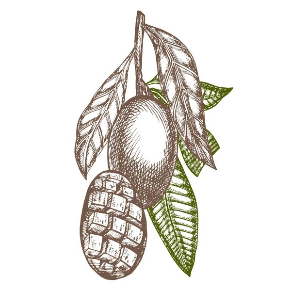 Mão frutas de manga desenhadas conjunto com folhas e fatias de manga e cubos. Desenho ilustração de frutas estilo isolado no fundo branco. Alimentos biológicos . — Fotografia de Stock