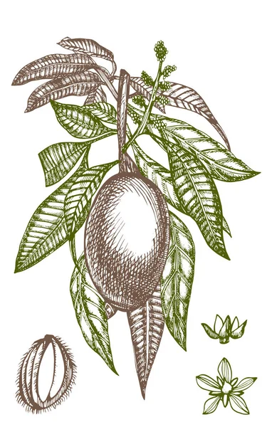 Frutos de mango elaborados a mano con hojas y rodajas de mango y cubos. Dibujo estilo fruta ilustración aislada sobre fondo blanco. Alimentos ecológicos . —  Fotos de Stock