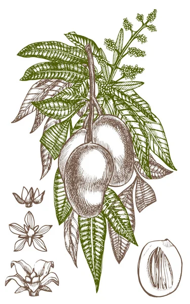 Fruits à la mangue dessinés à la main avec des feuilles et des tranches de mangue et des cubes. Illustration de fruits de style croquis isolée sur fond blanc. Aliments biologiques . — Photo