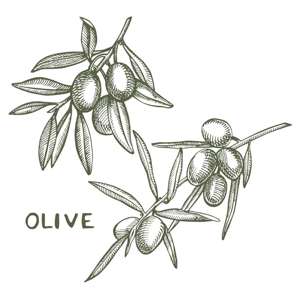 Une branche d'olives mûres est juteuse versée avec de l'huile. Conception de menu de marché des agriculteurs. Affiche alimentaire biologique. Illustration de croquis vintage dessiné à la main. Graphique linéaire . — Photo