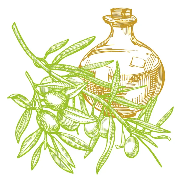 成熟的橄榄分枝是多汁的油倒。农贸市场菜单设计。有机食品海报。复古手绘的素描图。线性图形. — 图库照片