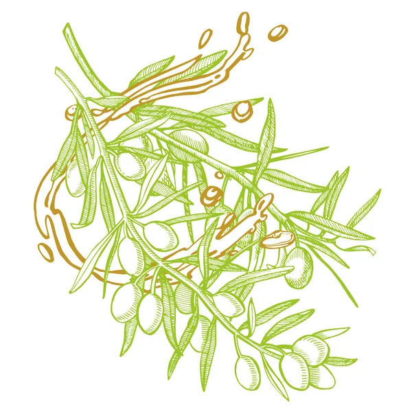 Ветвь спелых оливок наливается маслом. Дизайн меню фермеров. Плакат с органической едой. Винтажный ручной рисунок. Линейная графика . — стоковое фото