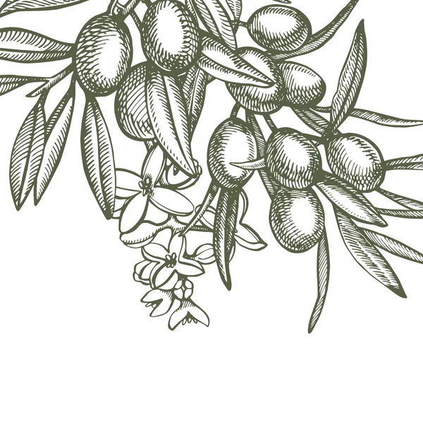 熟したオリーブの枝は、ジューシーなオイルを注ぎました。ファーマーズマーケットのメニューデザイン。オーガニック食品のポスター。ヴィンテージの手描きのスケッチイラスト。リニアグラフィック. — ストック写真