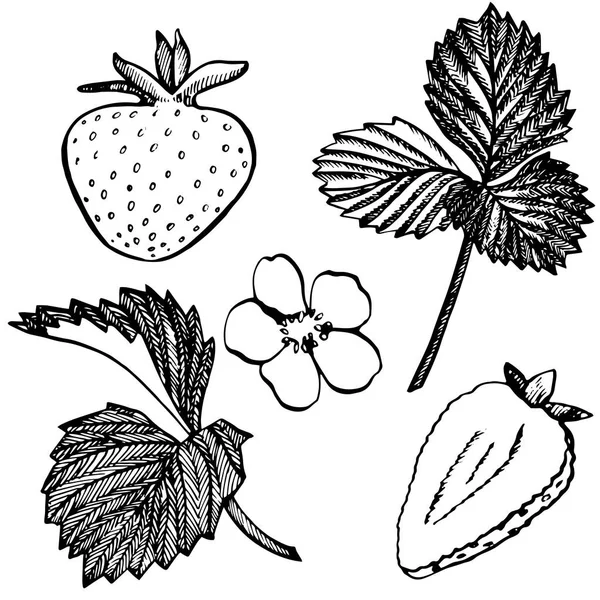 Strawberry illustration. Engraved style illustration. Sketched hand drawn berry, flowers, leafs and branches. — Stock Photo, Image