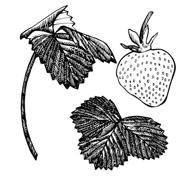 Strawberry illustration. Engraved style illustration. Sketched hand drawn berry, flowers, leafs and branches. — Stock Photo, Image