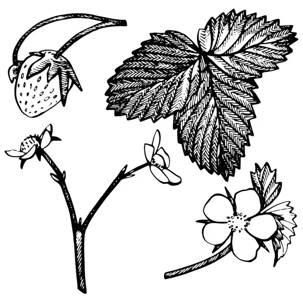 Ilustración de fresa. Ilustración de estilo grabado. Baya dibujada a mano, flores, hojas y ramas . —  Fotos de Stock