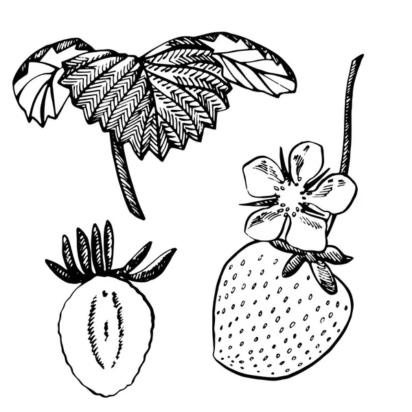 Ilustração de morango. Ilustração em estilo gravado. Baga desenhada à mão, flores, folhas e ramos . — Fotografia de Stock