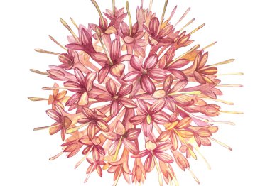 Pembe çiçekler Gambier bitkiler suluboya botanik çizimler ayıklar.