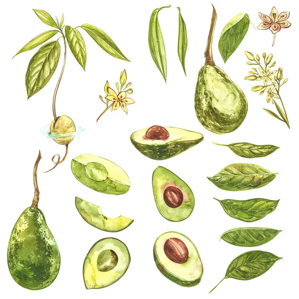 Avocado Aquarell Zeichnung Illustration isoliert auf weißem Hintergrund. — Stockfoto