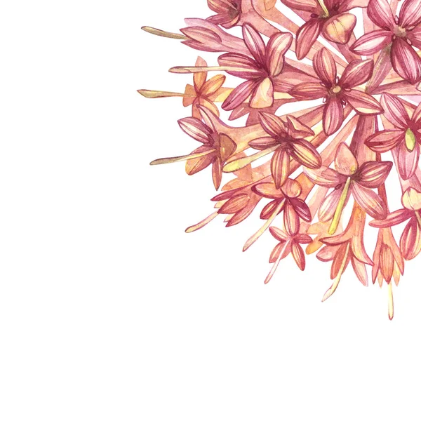 Flores cor de rosa Gambier extrai plantas aquarela ilustrações botânicas . — Fotografia de Stock