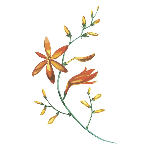 Aquarelle belle branche fleurie de fleurs orange Crocosmia. Concept d'invitation romantique et d'été fond . — Photo