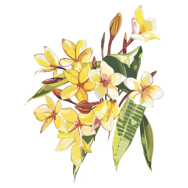 Plumeria isolada sobre fundo branco. Conjunto tropical, objeto de esboço aquarela . — Fotografia de Stock