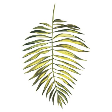 Tropikal palmiye resimli bırakır. Orman beyaz arka plan üzerinde izole yaprakları.
