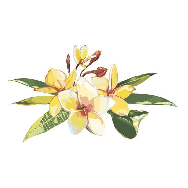Plumeria växter och blommor isolerade på vit bakgrund. Tropiska set, akvarell skiss objekt illustrationer. — Stockfoto
