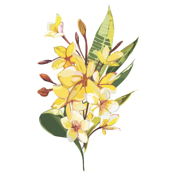 Plumeria plantas y flores aisladas sobre fondo blanco. Conjunto tropical, ilustraciones de objetos de boceto de acuarela . —  Fotos de Stock