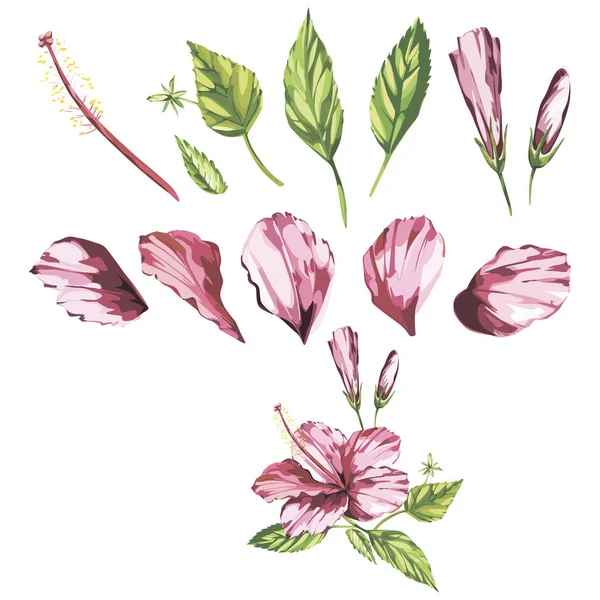 Aquarell isolierte Illustration eines rosa Hibiskus, tropische Blumenkomposition auf weißem Hintergrund. — Stockfoto