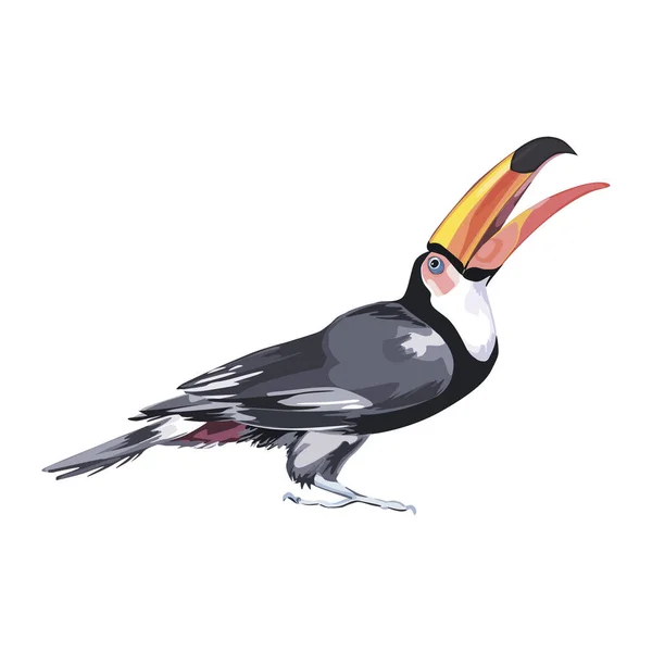 Schwarze Tukan-Aquarell-Illustration isoliert auf weißem Hintergrund. — Stockfoto