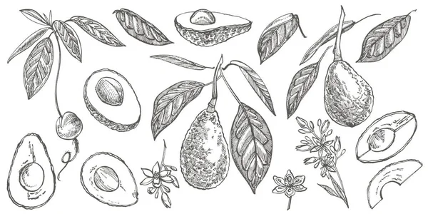 Avocat prêt. Illustrations vectorielles dessinées main. Avocat, morceaux tranchés, moitié, croquis de feuilles et de graines. Illustration de style gravé de fruits tropicaux d'été . — Image vectorielle