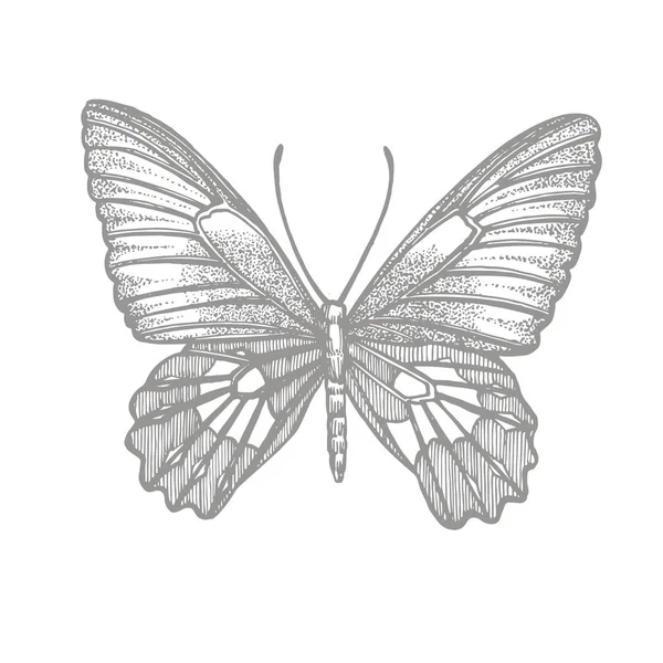 蝴蝶剪影。在白色背景上隔离的蝴蝶图标。图形插图. — 图库照片