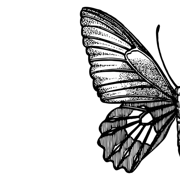 Motýli siluety. Ikony motýla izolované na bílém pozadí. Grafická ilustrace. — Stock fotografie