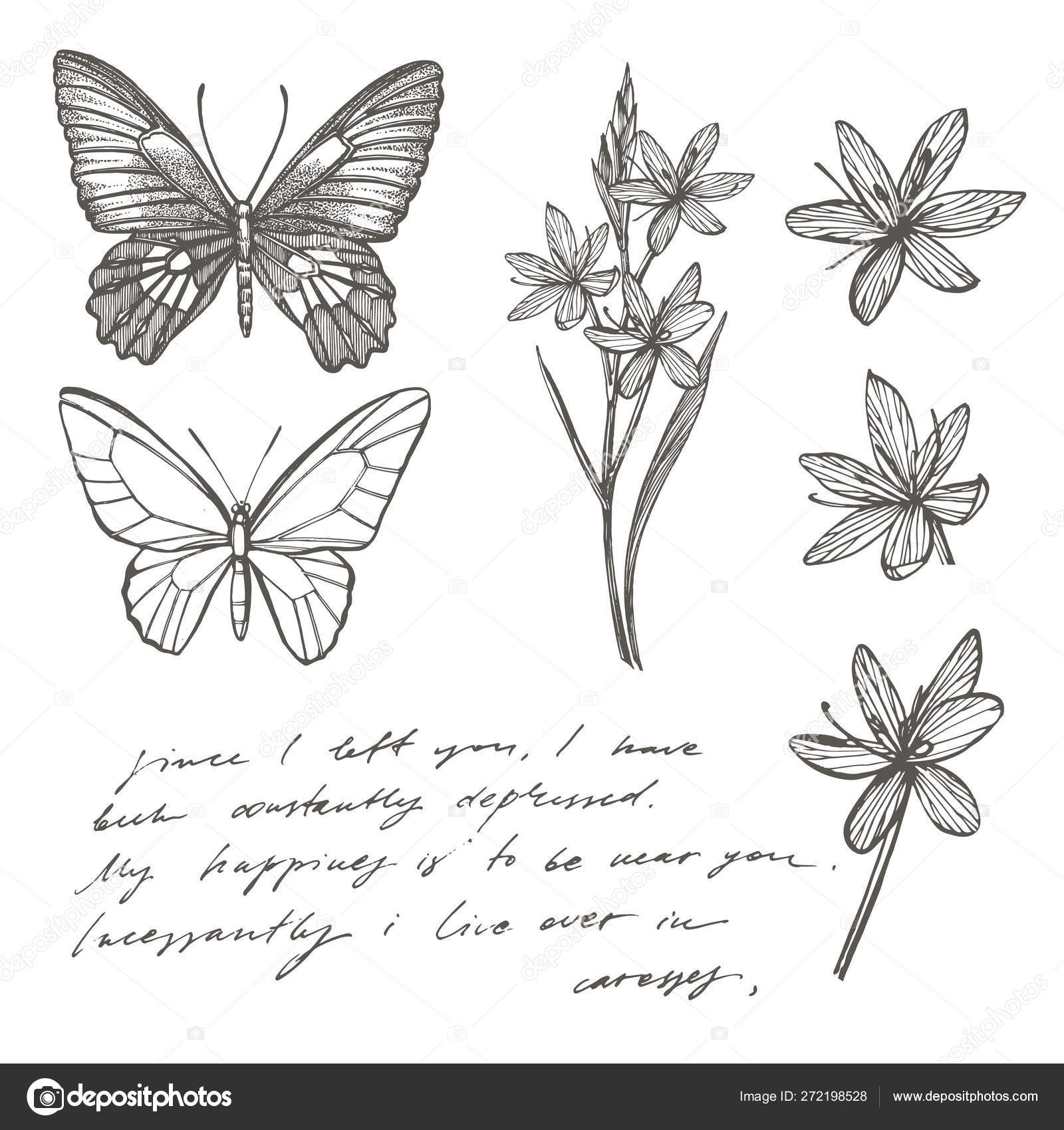 Siluetas de mariposas. Plantilla de tarjeta de mariposa en ckground  romántico. Ilustración gráfica. Texto abstracto manuscrito fondo de  pantalla . Ilustración de stock #272198528 de ©Asetrova, image size:1600x1700