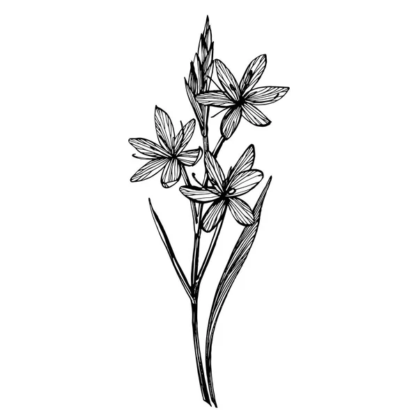 카피르 백합 꽃입니다. 손으로 그린 꽃과 식물의 컬렉션입니다. 식물학. 설정. 빈티지 꽃입니다. 인그레이빙 스타일의 흑백 일러스트. — 스톡 사진